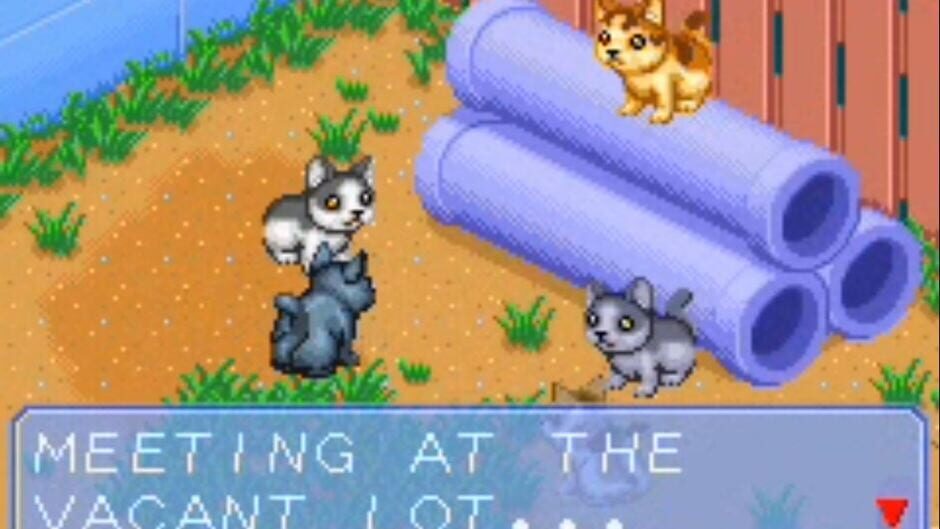 Catz